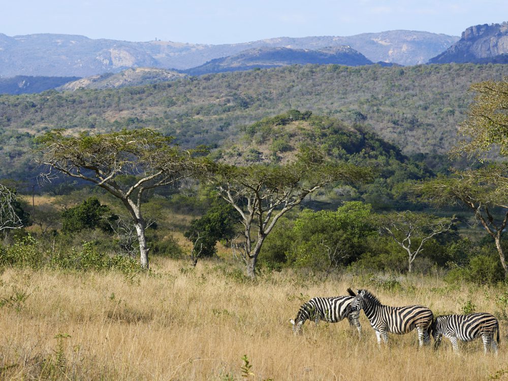 zebra view landscape