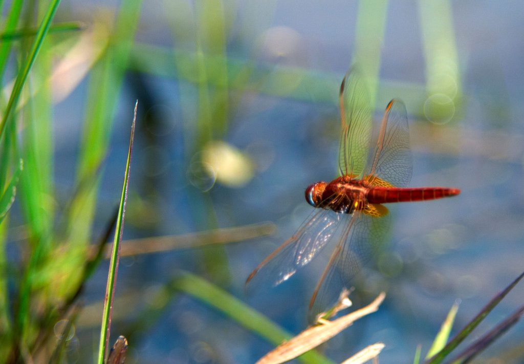 Interesting facts about Dragonflies