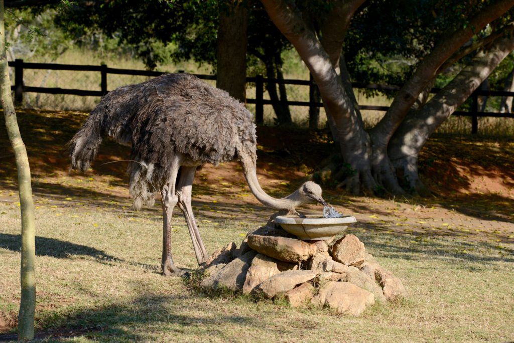 Ostrich drinking water