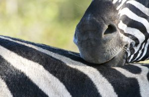 Zebra grooming